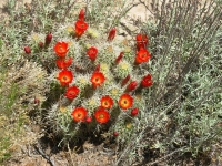 Cactus in bloom